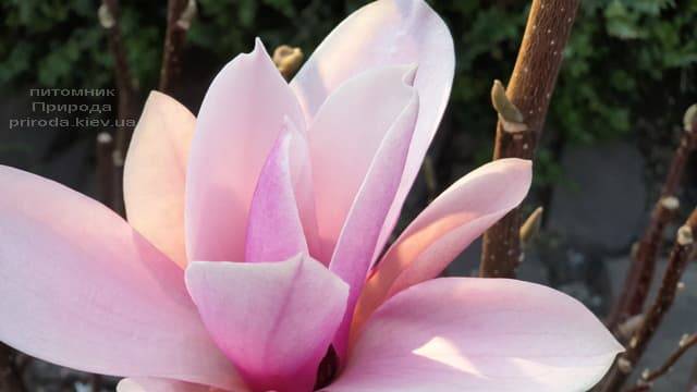 Магнолия Суланжа Галакси (Magnolia soulangeana Galaxy) ФОТО Питомник растений Природа (14)
