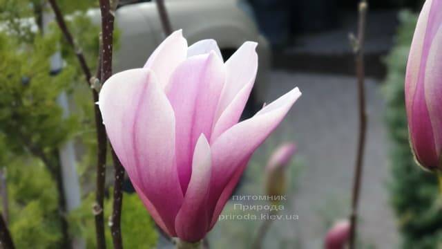 Магнолия Суланжа Галакси (Magnolia soulangeana Galaxy) ФОТО Питомник растений Природа (15)