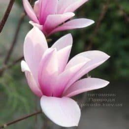 Магнолия Суланжа Галакси (Magnolia soulangeana Galaxy) ФОТО Питомник растений Природа (5)