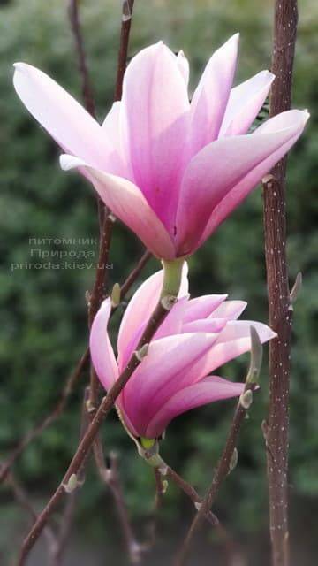 Магнолія Суланжа Галаксі (Magnolia soulangeana Galaxy) ФОТО Розплідник рослин Природа (6)