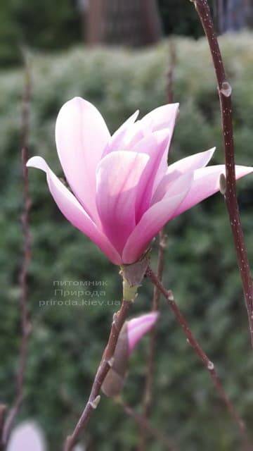 Магнолія Суланжа Галаксі (Magnolia soulangeana Galaxy) ФОТО Розплідник рослин Природа (7)