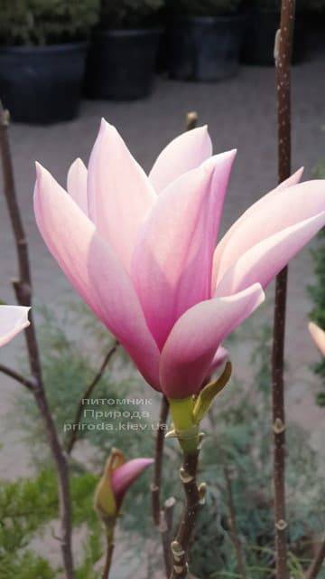 Магнолія Суланжа Галаксі (Magnolia soulangeana Galaxy) ФОТО Розплідник рослин Природа (8)