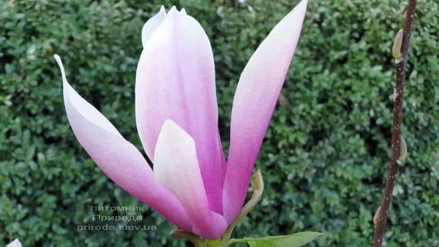Магнолія Суланжа Галаксі (Magnolia soulangeana Galaxy) ФОТО Розплідник рослин Природа (9)
