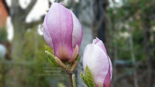Магнолія Суланжа Ленней (Magnolia soulangeana Lennei) ФОТО Розплідник рослин Природа (11)