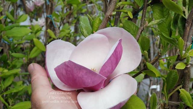 Магнолія Суланжа Ленней (Magnolia soulangeana Lennei) ФОТО Розплідник рослин Природа (15)