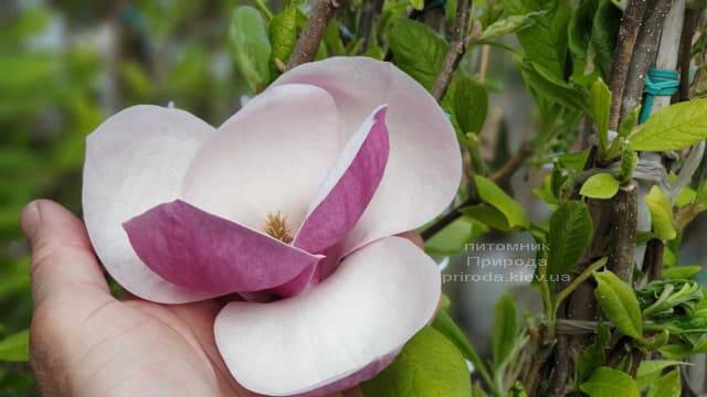Магнолия Суланжа Ленней (Magnolia soulangeana Lennei) ФОТО Питомник растений Природа (16)