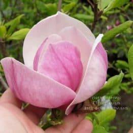 Магнолия Суланжа Ленней (Magnolia soulangeana Lennei) ФОТО Питомник растений Природа (18)