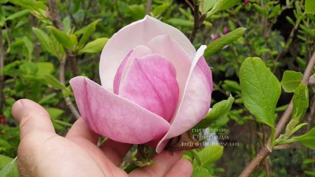 Магнолія Суланжа Ленней (Magnolia soulangeana Lennei) ФОТО Розплідник рослин Природа (18)