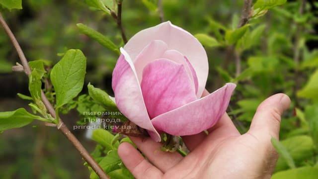 Магнолия Суланжа Ленней (Magnolia soulangeana Lennei) ФОТО Питомник растений Природа (19)