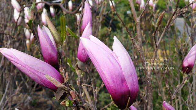 Магнолия Сюзан (Magnolia Susan) ФОТО Питомник растений Природа (Priroda) (11)