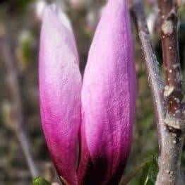 Магнолія Сюзан (Magnolia Susan) ФОТО Розплідник рослин Природа (Priroda) (9)
