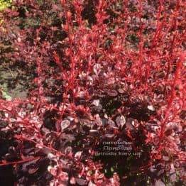 Барбарис Тунберга Арлекин (Berberis thunbergii Harleguin) ФОТО Питомник растений Природа (3)