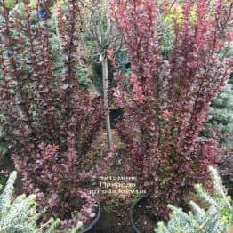 Барбарис Тунберга Ред Рокет (Berberis thunbergii Red Rocket) ФОТО Розплідник рослин Природа (4)