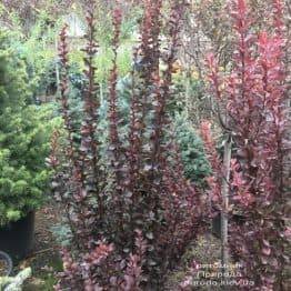 Барбарис Тунберга Ред Рокет (Berberis thunbergii Red Rocket) ФОТО Розплідник рослин Природа (7)