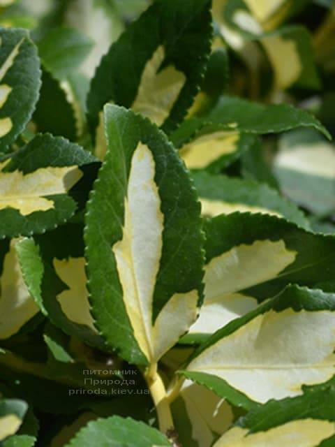 Бересклет Форчуна Санспот (Euonymus fortunei Sunspot) на штамбе ФОТО Питомник растений Природа (1)