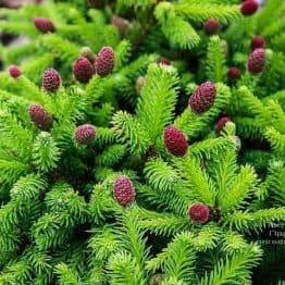 Ялина звичайна Пуш (Picea abies Pusch) ФОТО Розплідник рослин Природа (1)