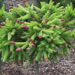 Ялина звичайна Пуш на штамбі (Picea abies Pusch) ФОТО Розплідник рослин Природа (2)