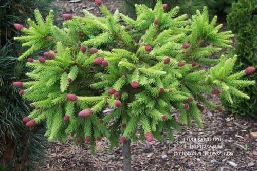 Ялина звичайна Пуш на штамбі (Picea abies Pusch) ФОТО Розплідник рослин Природа (2)