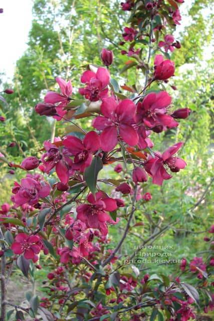 Яблуня декоративна Роялті (Malus Royalty) ФОТО Розплідник рослин Природа (12)