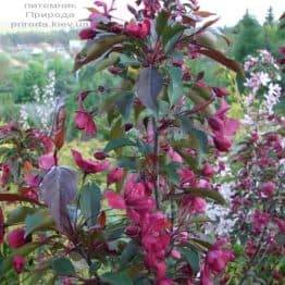 Яблуня декоративна Роялті (Malus Royalty) ФОТО Розплідник рослин Природа (14)