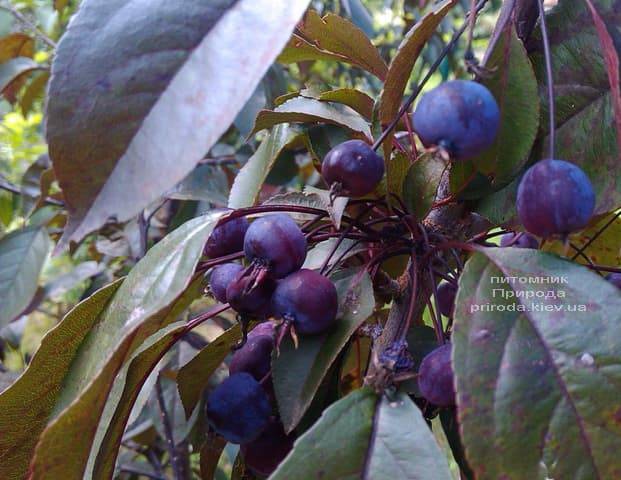 Яблуня декоративна Роялті (Malus Royalty) ФОТО Розплідник рослин Природа (15)