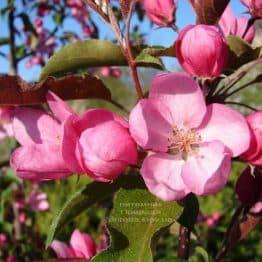 Яблоня райская декоративная Ола (Malus Ola) ФОТО Питомник растений Природа (2)