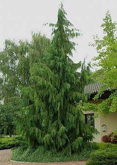 Кипарисовик нутканский Пендула (Chamaecyparis nootkatensis Pendula) ФОТО Питомник растений Природа