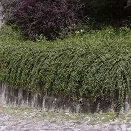 Кизильник гибридный Скогольм (Cotoneaster suecicus Skogholm) ФОТО Питомник растений Природа (1)