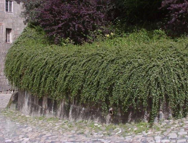Кизильник гибридный Скогольм (Cotoneaster suecicus Skogholm) ФОТО Питомник растений Природа (1)
