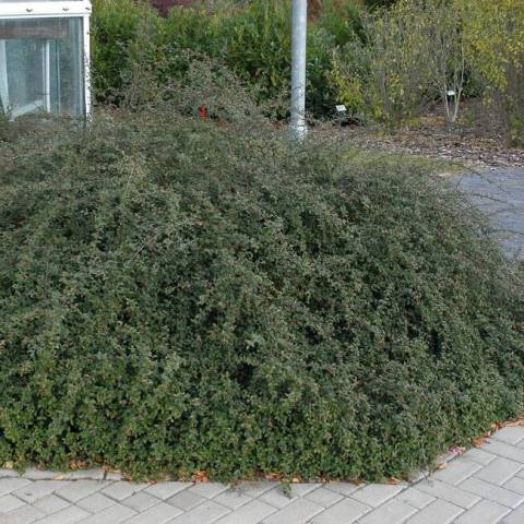 Кизильник гібридний Скогольм (Cotoneaster suecicus Skogholm) ФОТО Розплідник рослин Природа (2)