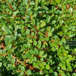 Кизильник мелколістний (Cotoneaster microphyllus) ФОТО Розплідник рослин Природа (3)