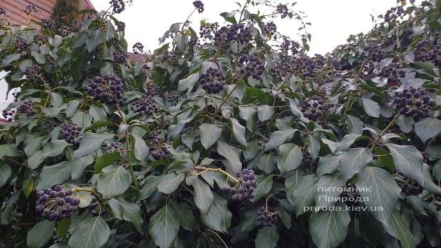 Плющ садовый вечнозелёный обыкновенный (Hedera helix) ФОТО Питомник растений Природа (2)