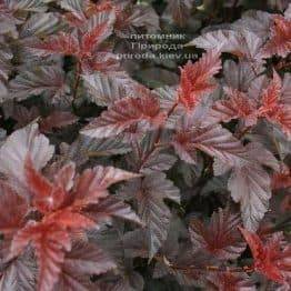 Міхуроплідник калінолістний Леді ін Ред (Physocarpus opulifolius Lady in Red) ФОТО Розплідник рослин Природа (1)