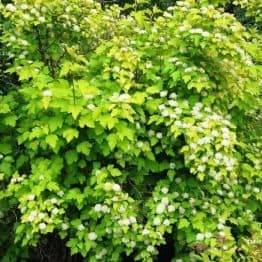 Міхуроплідник калінолістний Лютеус (Physocarpus opulifolius Luteus) ФОТО Розплідник рослин Природа (12)