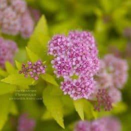 Спірея японська Сандроп (Spiraea japonica Sundrop) ФОТО Розплідник рослин Природа