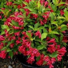 Вейгела цветущая Ред Принц (Weigela florida Red Prince) ФОТО Питомник растений Природа (2)