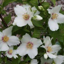 Бузок Бель Етуаль (Жасмин садовий) (Philadelphus Belle Etoile) ФОТО Розплідник рослин Природа (4)