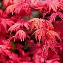 Клён японский Бени Майко (Acer palmatum Beni Maiko) ФОТО Питомник растений Природа (2)