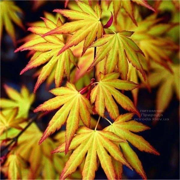 Клён японский Катсура (Acer palmatum Katsura) ФОТО Питомник растений Природа (2)