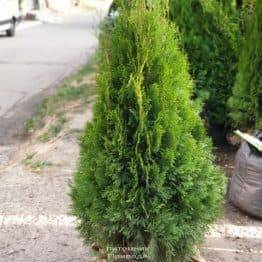 Туя западная Смарагд (Thuja occidentalis Smaragd) ФОТО Питомник растений Природа (97)