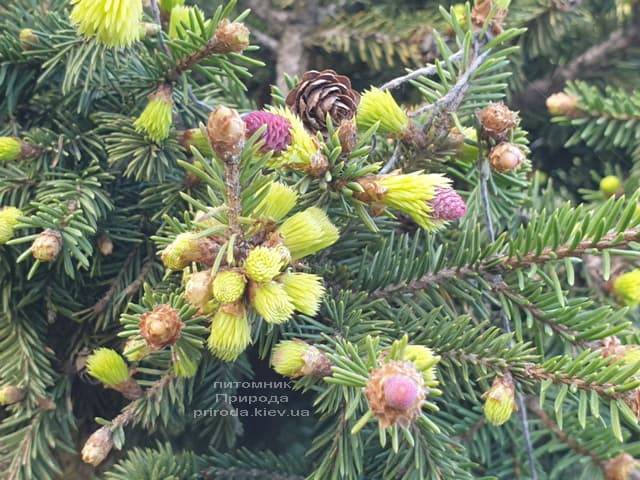 Ялина звичайна Пуш (Picea abies Pusch) ФОТО Розплідник рослин Природа (3)