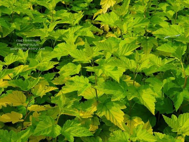 Пузыреплодник калинолистный Лютеус (Physocarpus opulifolius Luteus) ФОТО Питомник растений Природа (15)