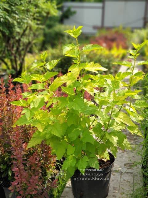 Пузыреплодник калинолистный Лютеус (Physocarpus opulifolius Luteus) ФОТО Питомник растений Природа (16)