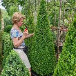 Самшит вечнозелёный Конус (Buxus sempervirens Konus) ФОТО Питомник растений Природа (15)