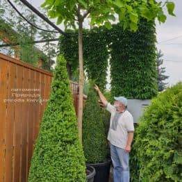 Самшит вічнозелений Конус (Buxus sempervirens Konus) ФОТО Розплідник рослин Природа (18)