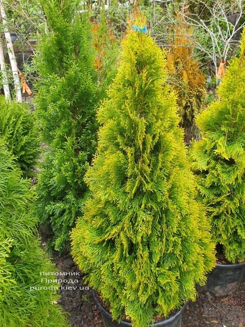 Туя западная Джанед Голд (Голден Смарагд) (Thuja occidentalis Janed Gold Golden Smaragd) ФОТО Питомник растений Природа (11)