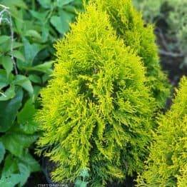 Туя западная Джанед Голд (Голден Смарагд) (Thuja occidentalis Janed Gold Golden Smaragd) ФОТО Питомник растений Природа (13)