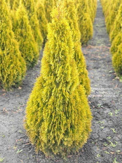 Туя західна Джанед Голд (Голден Смарагд) (Thuja occidentalis Janed Gold Golden Smaragd) ФОТО Розплідник рослин Природа (7)