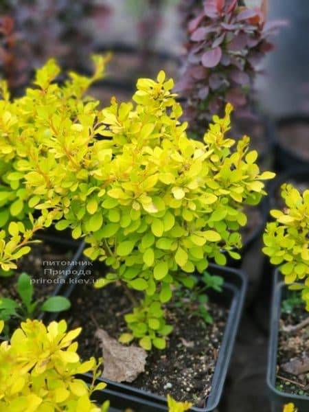 Барбарис Тунберга Ауреа (Berberis thunbergii Aurea) ФОТО Розплідник рослин Природа (1)