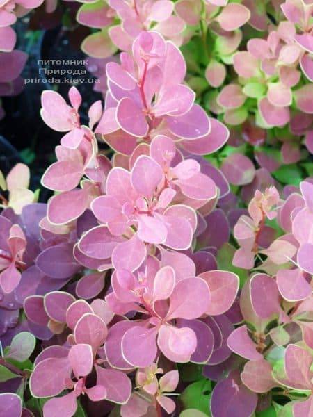 Барбарис Тунберга Чикита (Berberis thunbergii Chiquita) ФОТО Розплідник рослин Природа (2)